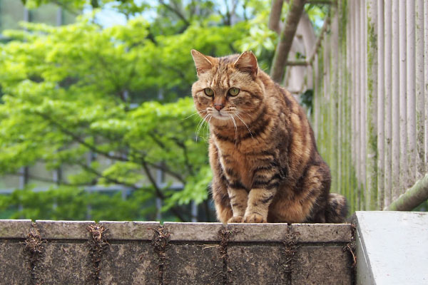 kuratan sitting on top of step