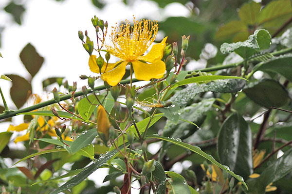 yellow flower rain　美容柳