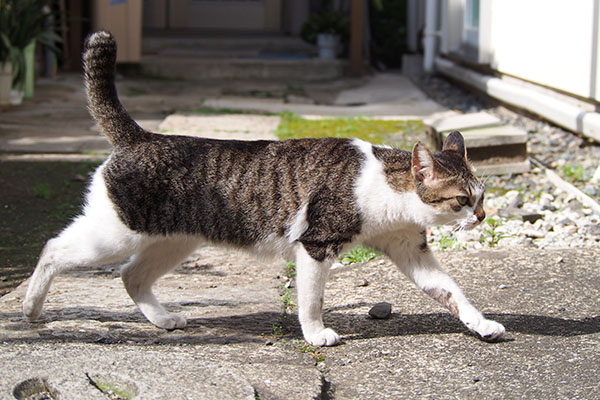 コーちゃん　カッコイイ歩く姿