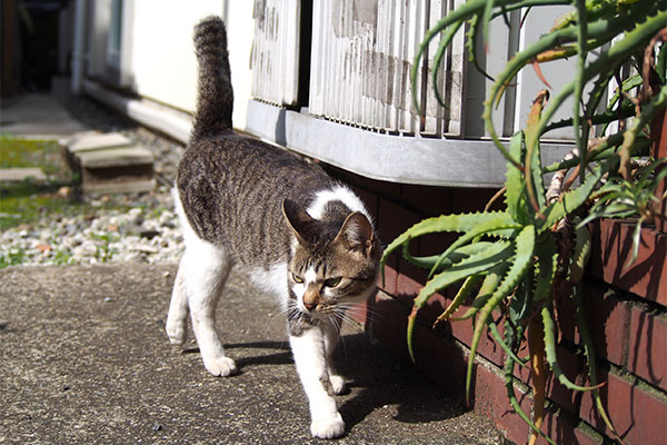 kochan walk with tail up