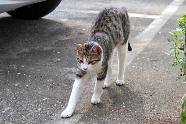 コルビ　伸び　長い手足