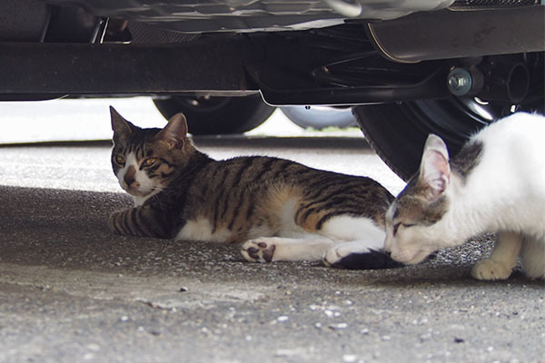 ホット　車の下