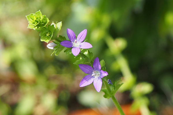 flower purple