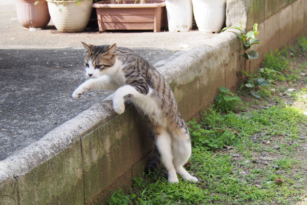 コルビ　ひょいっとな