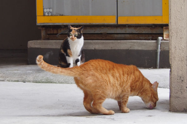 リコ　離れた　カブしっぽでガード