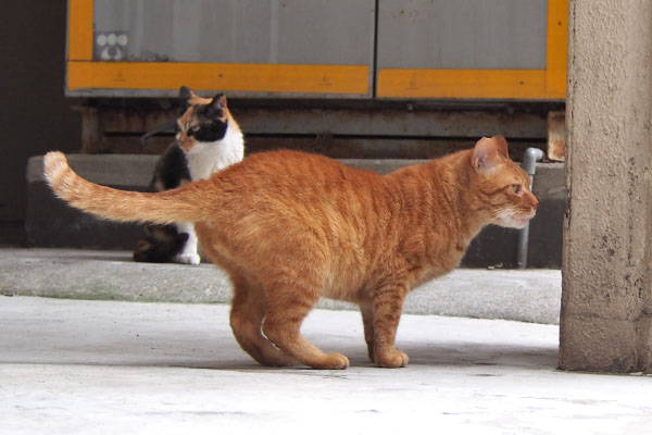 カブの胴回り　ふっくら