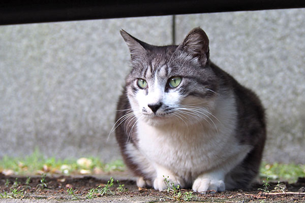 タンタル　遠くを見て