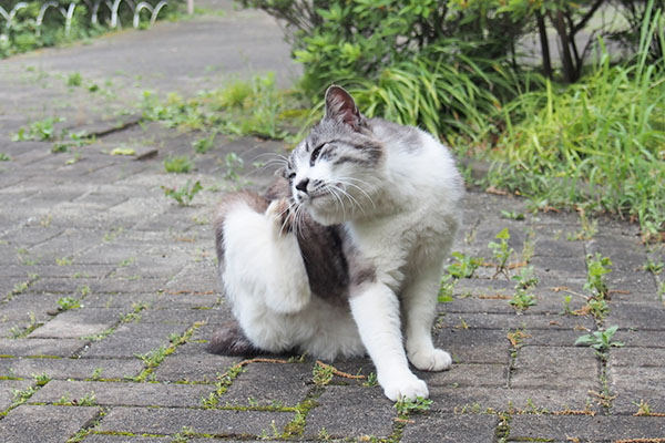 タンタル　カキカキ