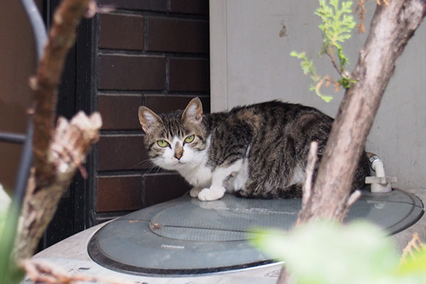 さくら　お隣りの洗濯機上