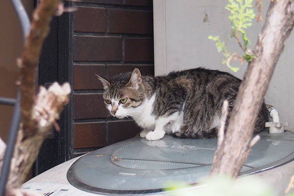 さくら　考え中