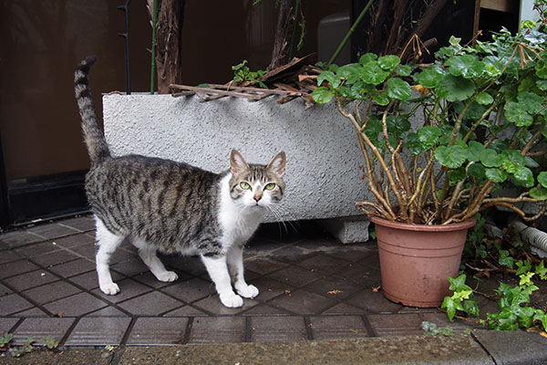 さくら　小腹が空いてるにゃ