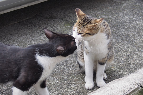 こまちとコルビ　チュッ