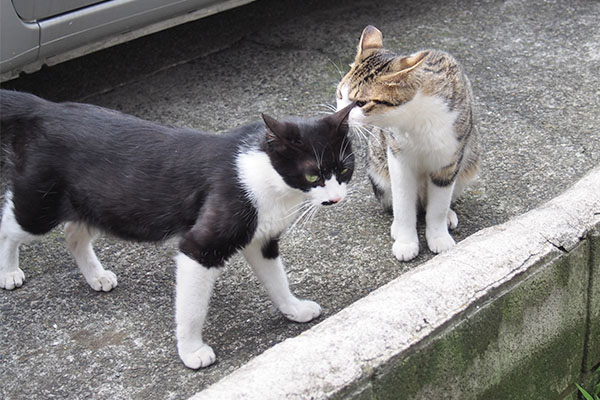 こまちとコルビ　なごりおしや