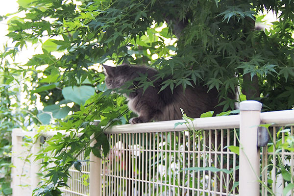 mafu on the fence