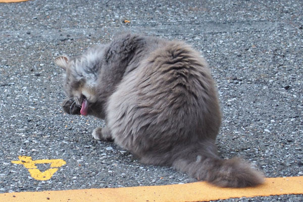 マフ　背中　舐め舐め中