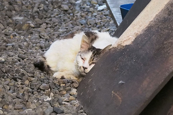 ヤン　チラ見する