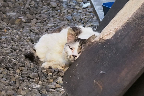 ヤン　眠さとの葛藤