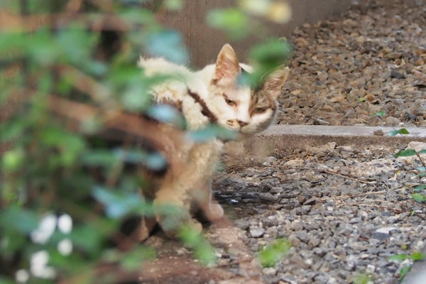 ヤン　振り向く