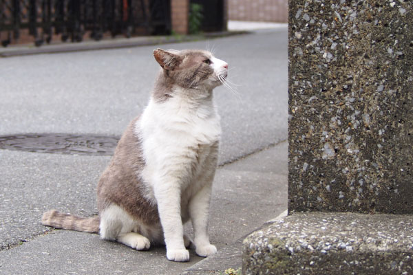 ダル太　見上げて