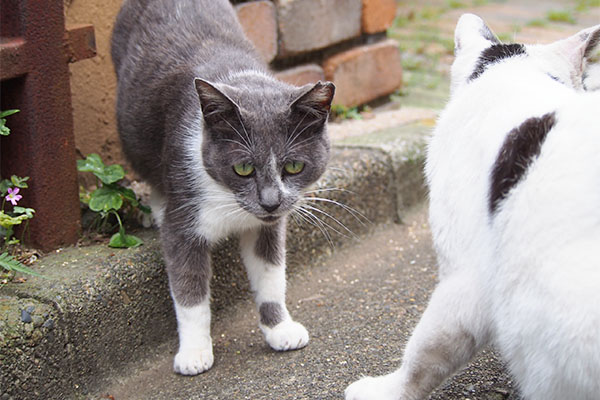 逃げる　ぼう　ちびにゃん　ドヤ顔