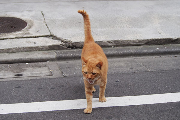 カブ　道路の向こう側