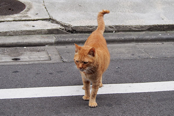 カブ　道路の向こう側２