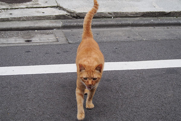 カブ　道路の向こう側３