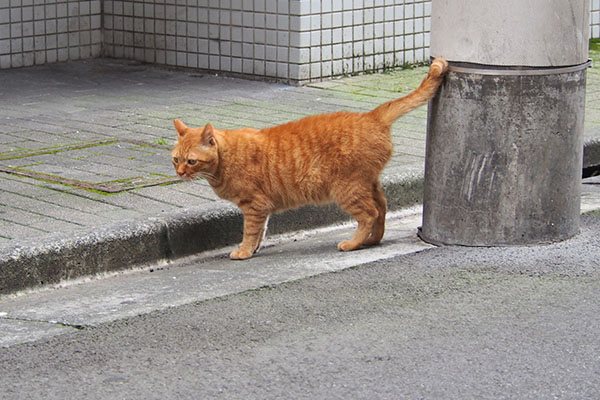 カブ　また道路の向こうへ