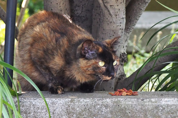 ロミにお代わり　猫の声がするにゃ