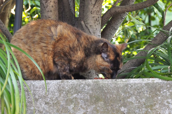 ロミ　当然召し上がる