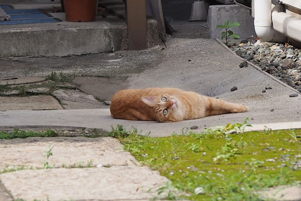 ソラちゃんが空を見る