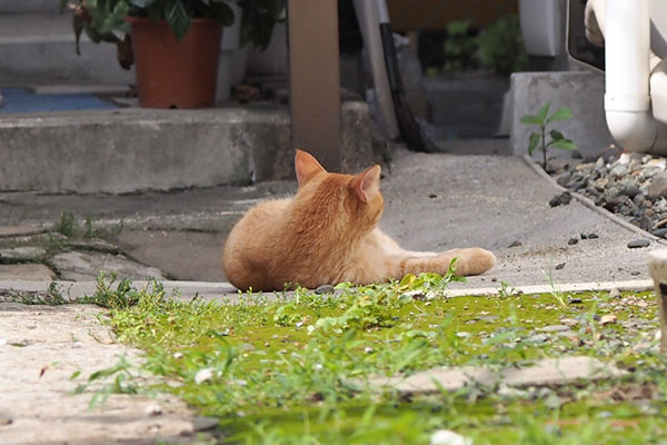 ソラちゃん　後ろ頭