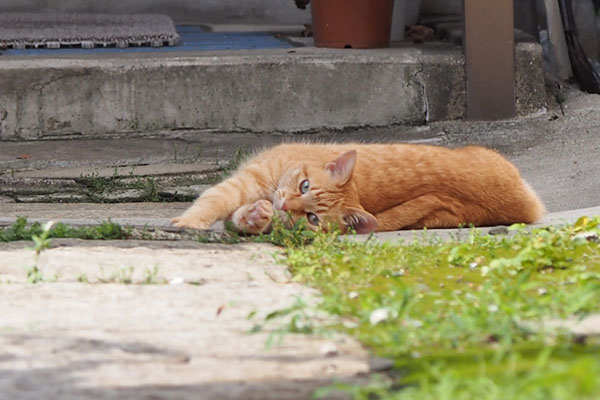 ソラちゃん　反って