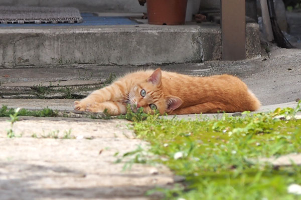 ソラちゃん　反って　見る