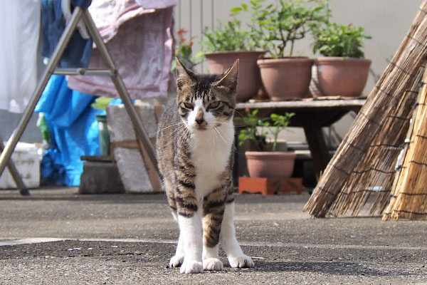 ホット　立ってる