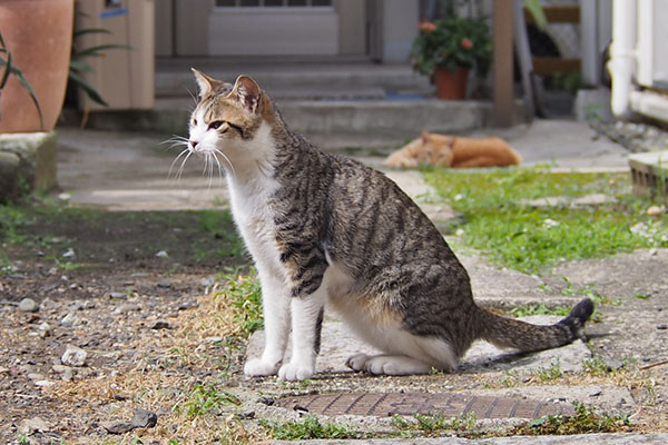 ソラちゃんの前にコルビ