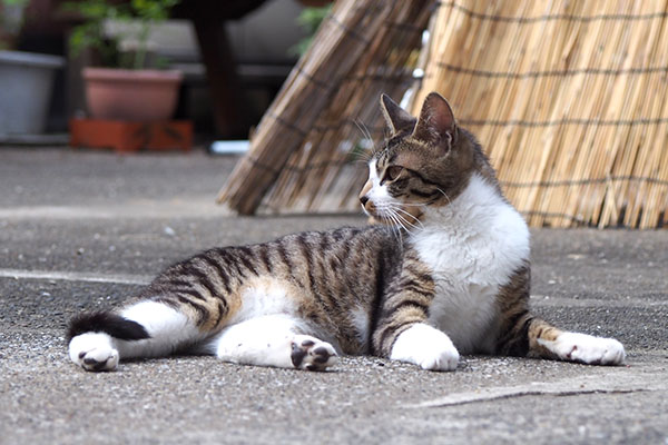 ホット　横になったまま見る