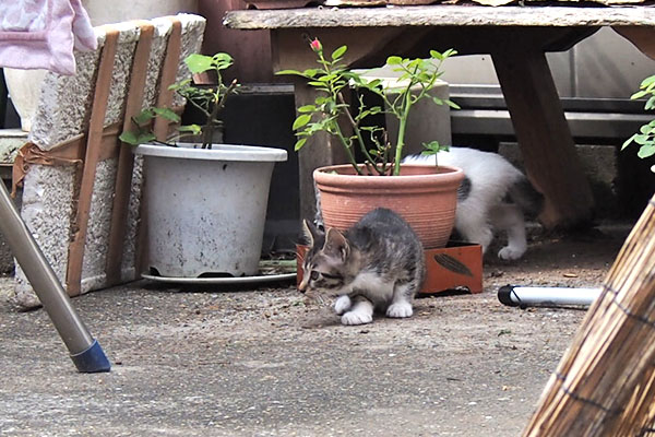 kittens sakura children