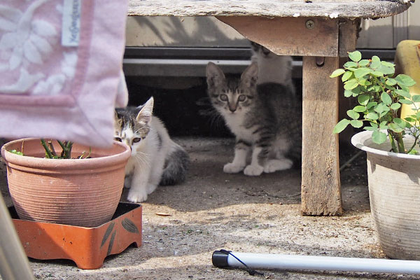 棚の下に仔猫２　奥のコ