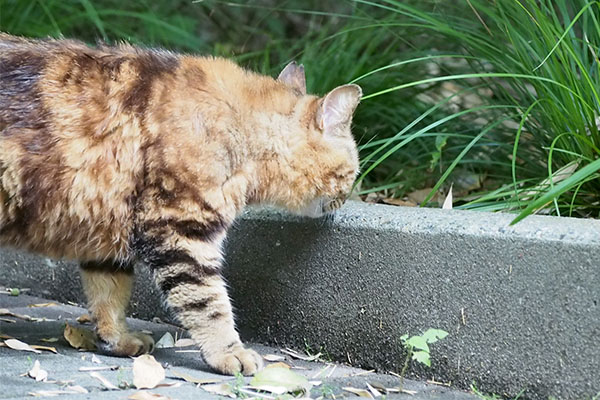 クラタン　とびきりちゅ～る拒否