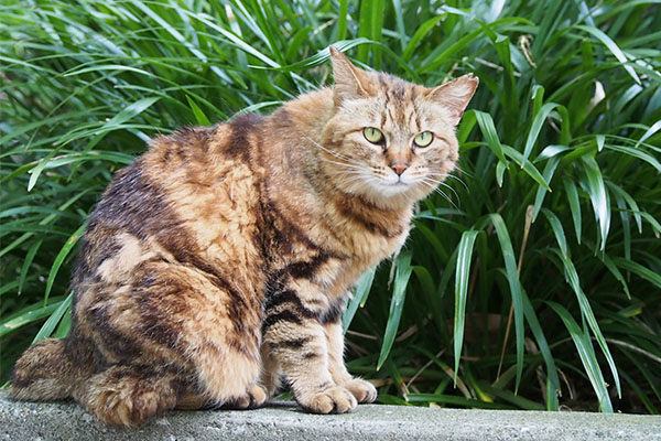 クラタン　いつものヤツにしてにゃ