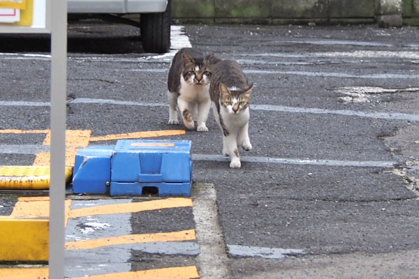 オンブレがコーちゃんを追いかける