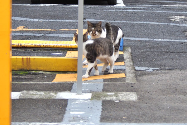 来にゃいでとコーちゃん