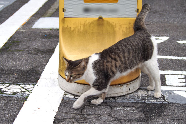 コーちゃん　スリスリしながら