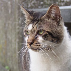 オンブレ 男の横顔
