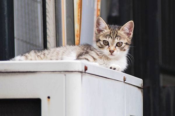 ひとり残ったキジ白仔猫