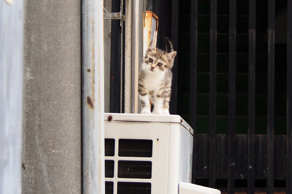 立ち上がった　エイリニャン