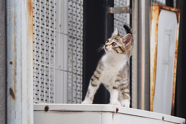 仔猫　覗き見る