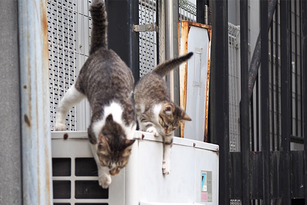 母と共に下りる仔猫