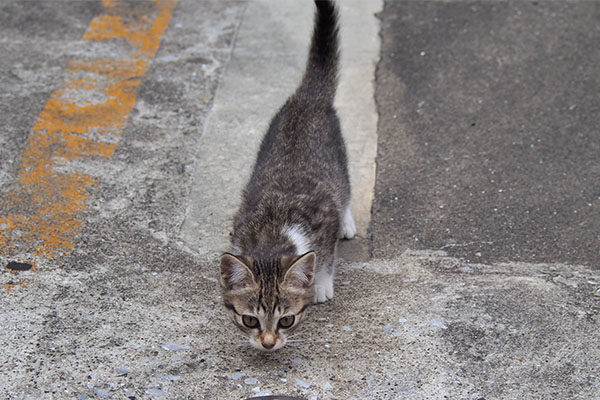 エイリニャンちゃん　地上